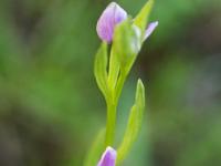 Schnepfen Ragwurz Orchidee